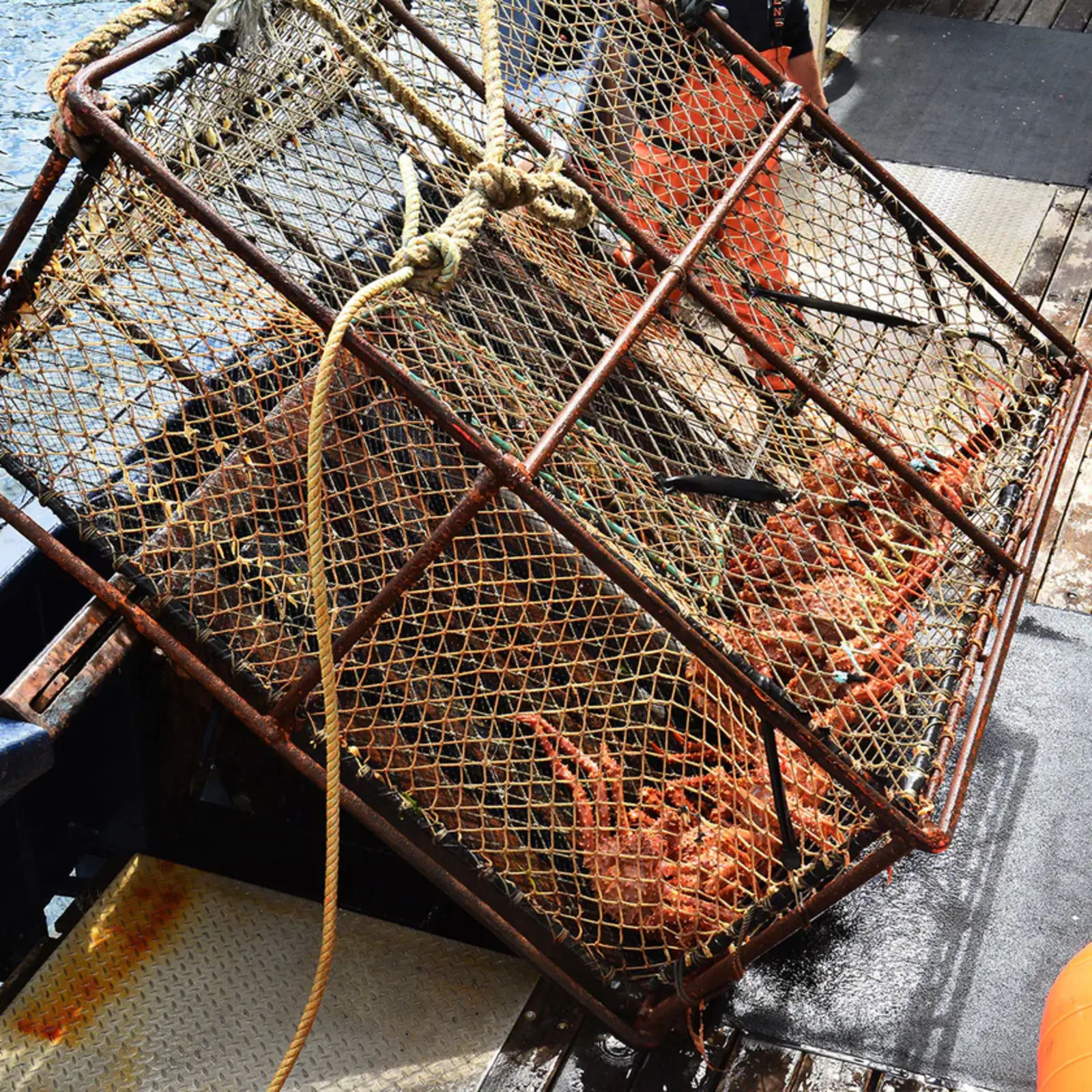 Fresh Cooked Norwegian Spitsbergen King Crab Colossal Legs FROM 2KG