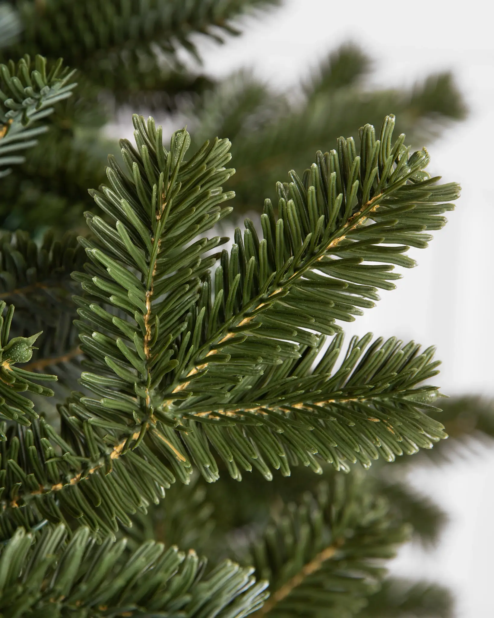 BH Fraser Fir® Narrow Tree