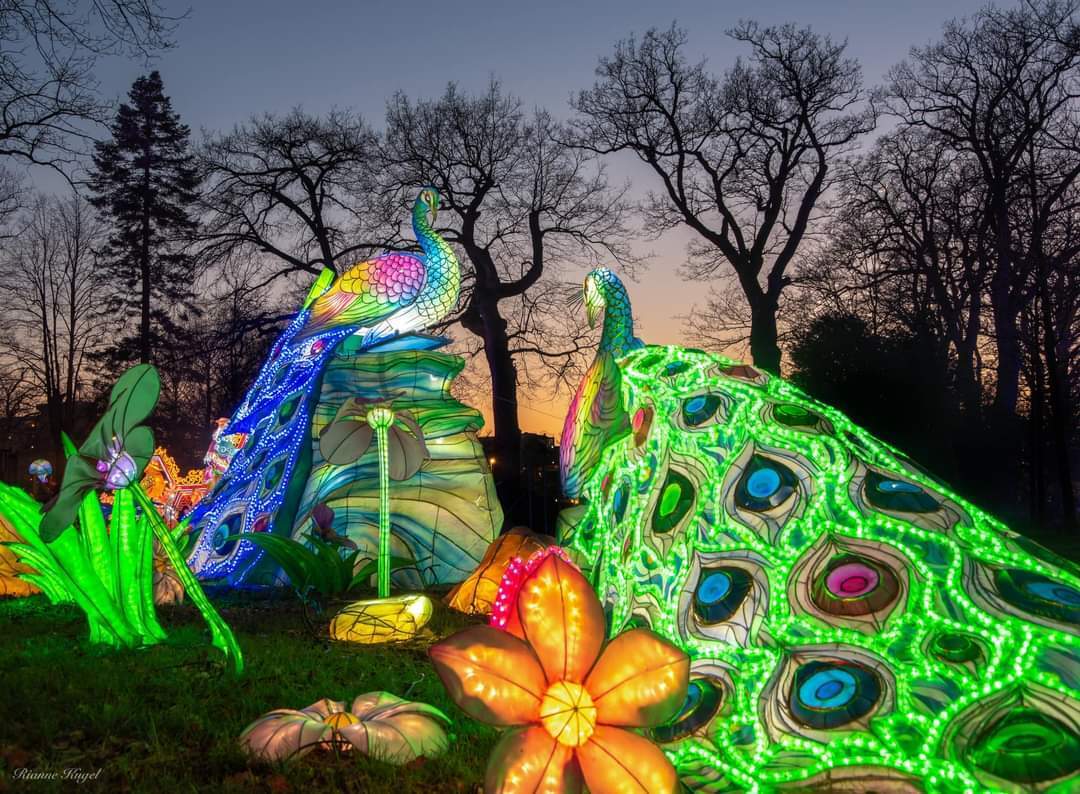 Glowing Giraffe/Glowing Peacock