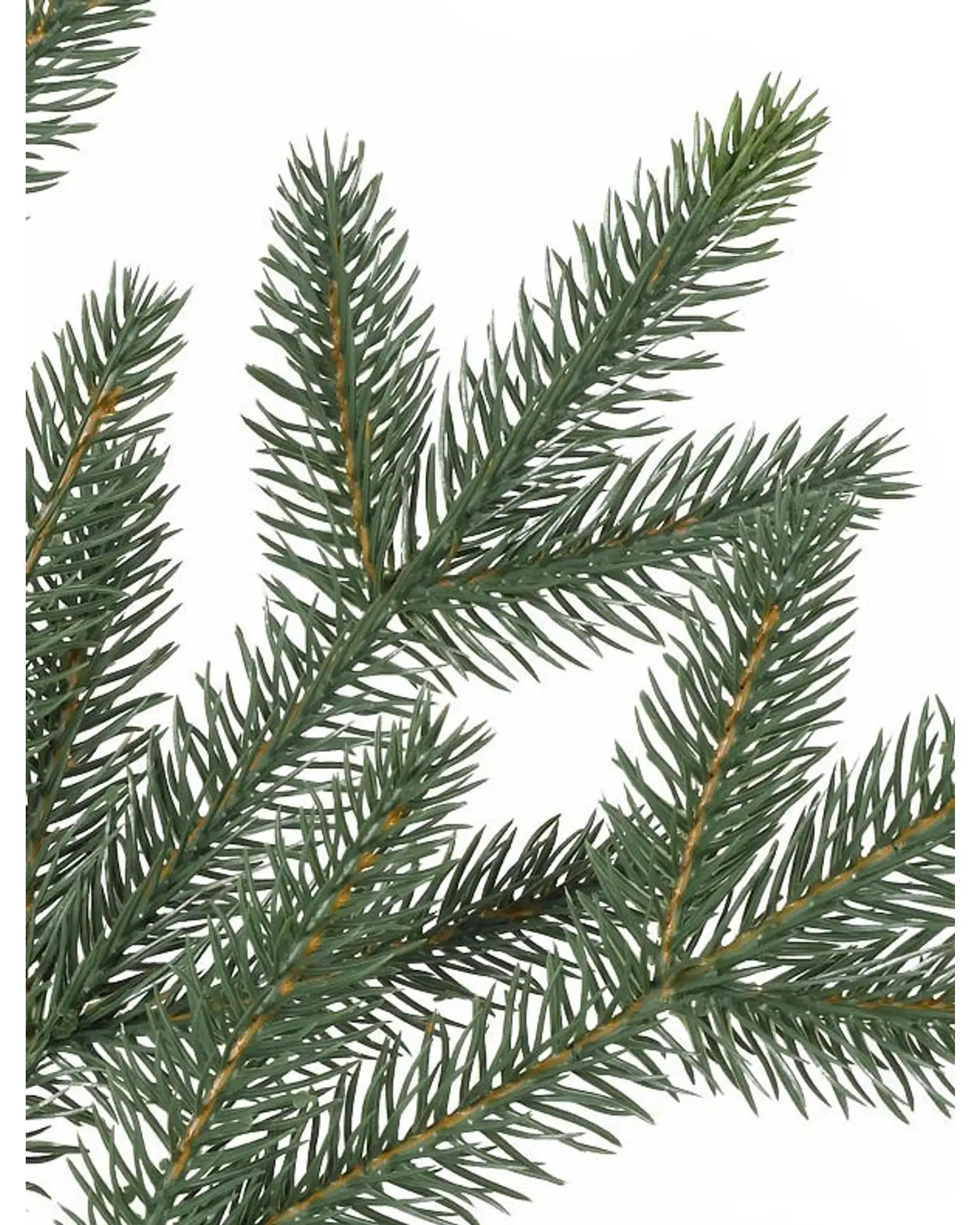 Centennial Fir®