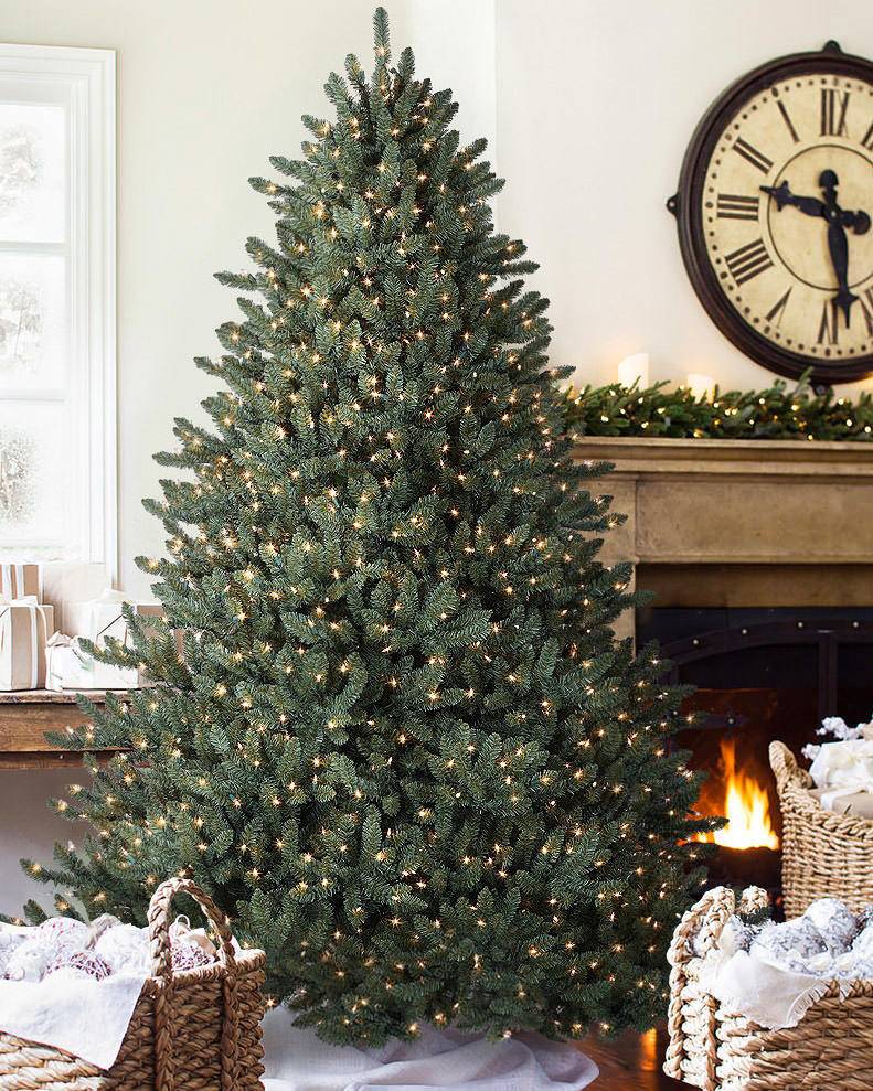 Classic Blue Spruce®
