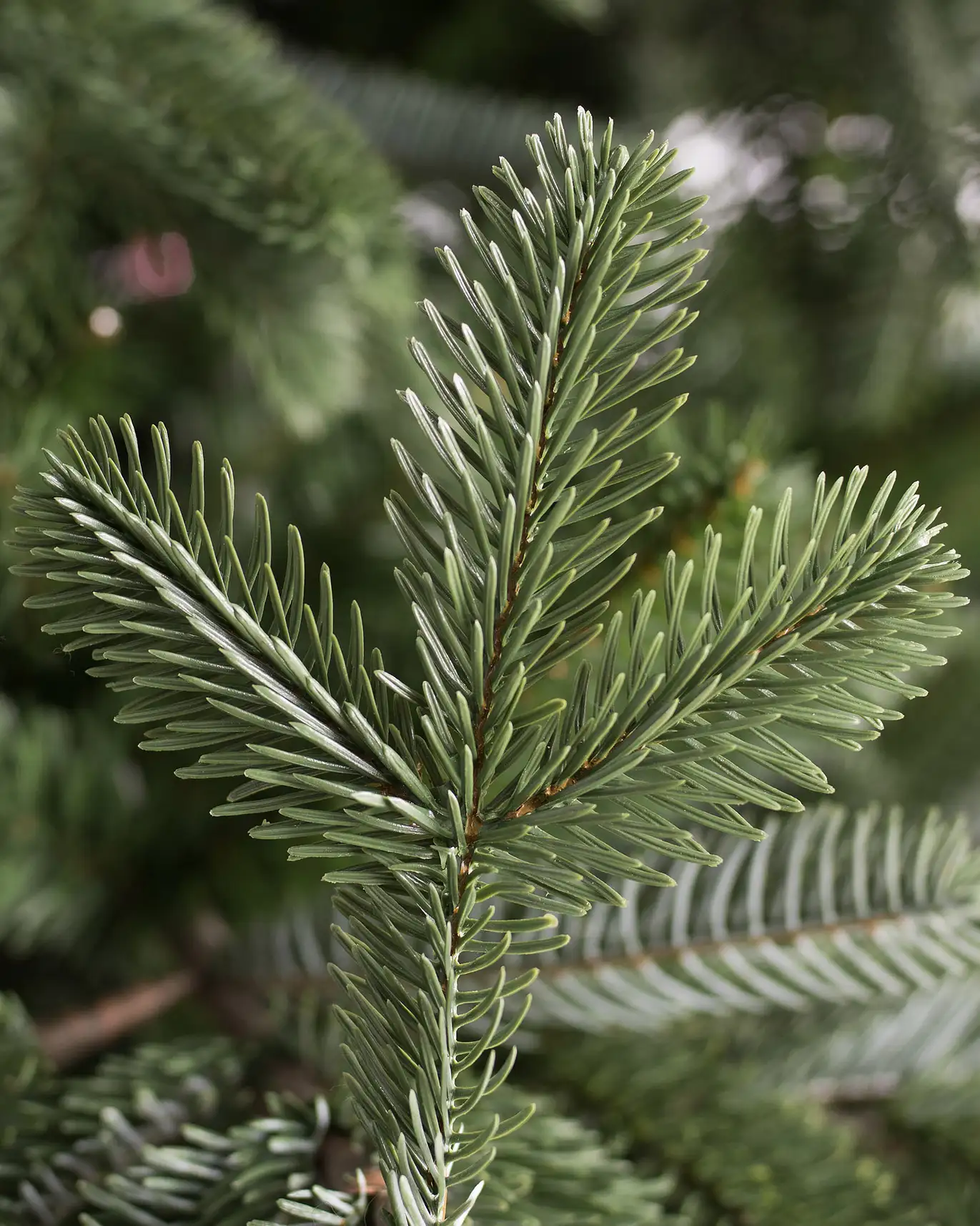 European Fir® Tree