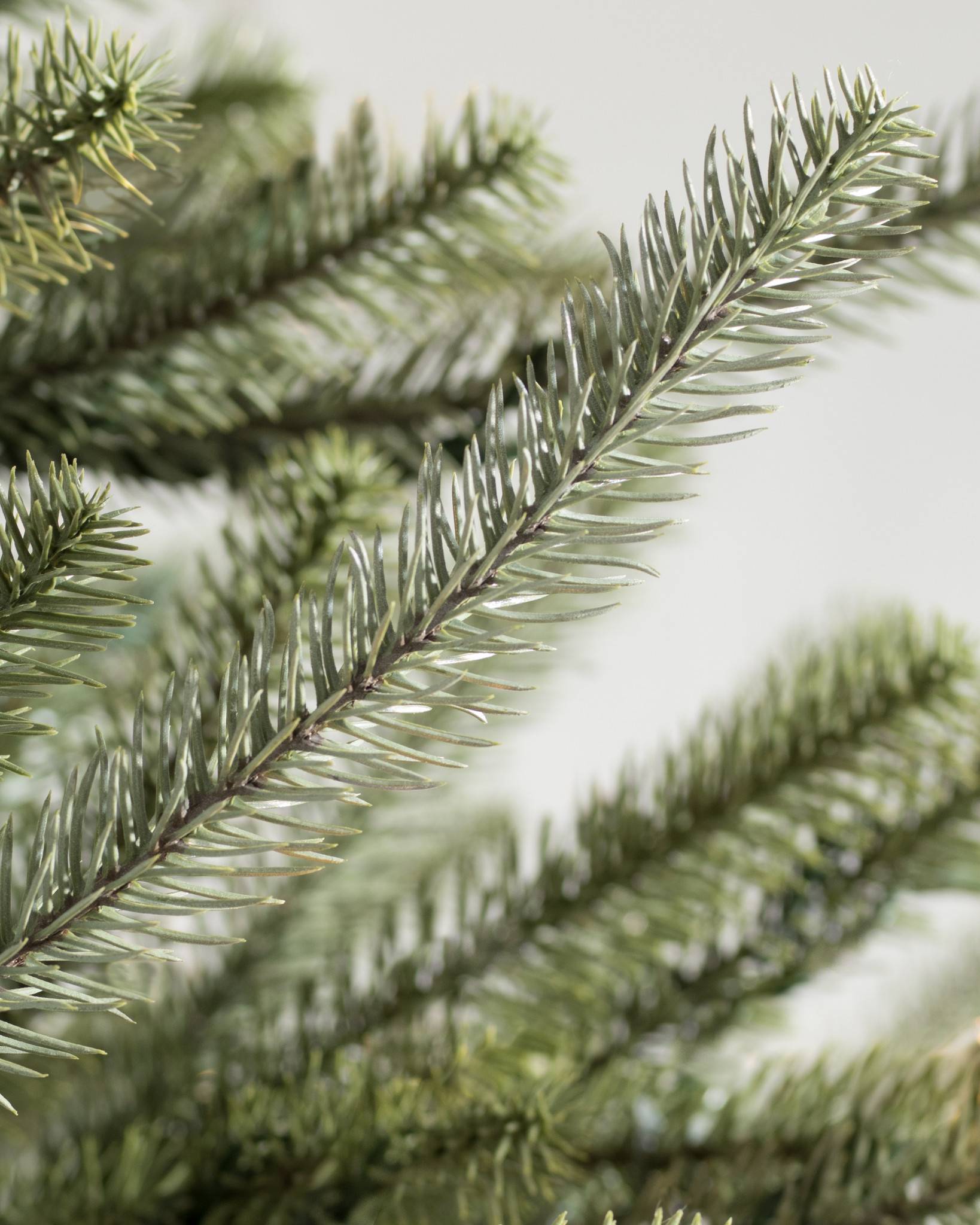 Sanibel Spruce® Tree