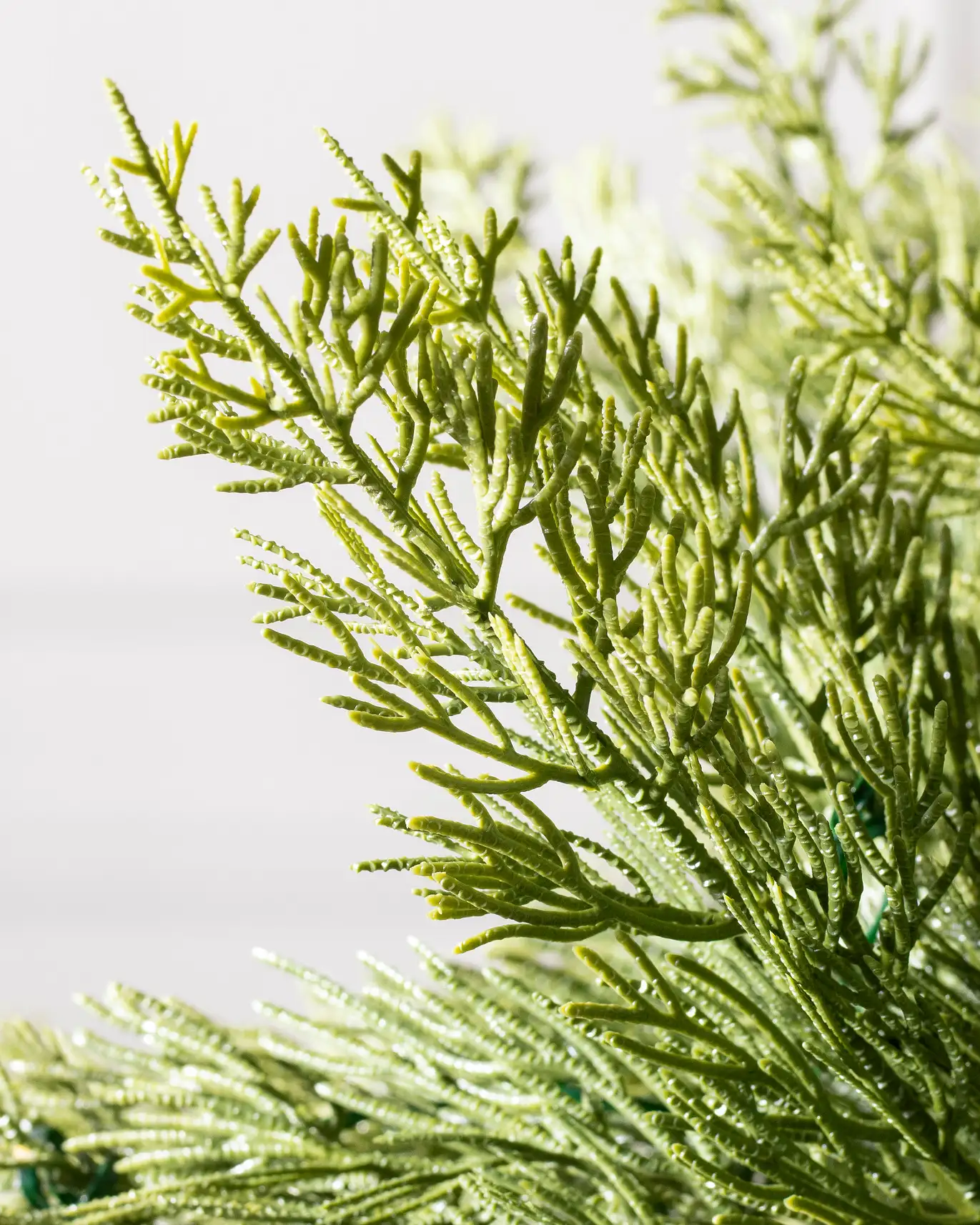 Grand Canyon Cedar®