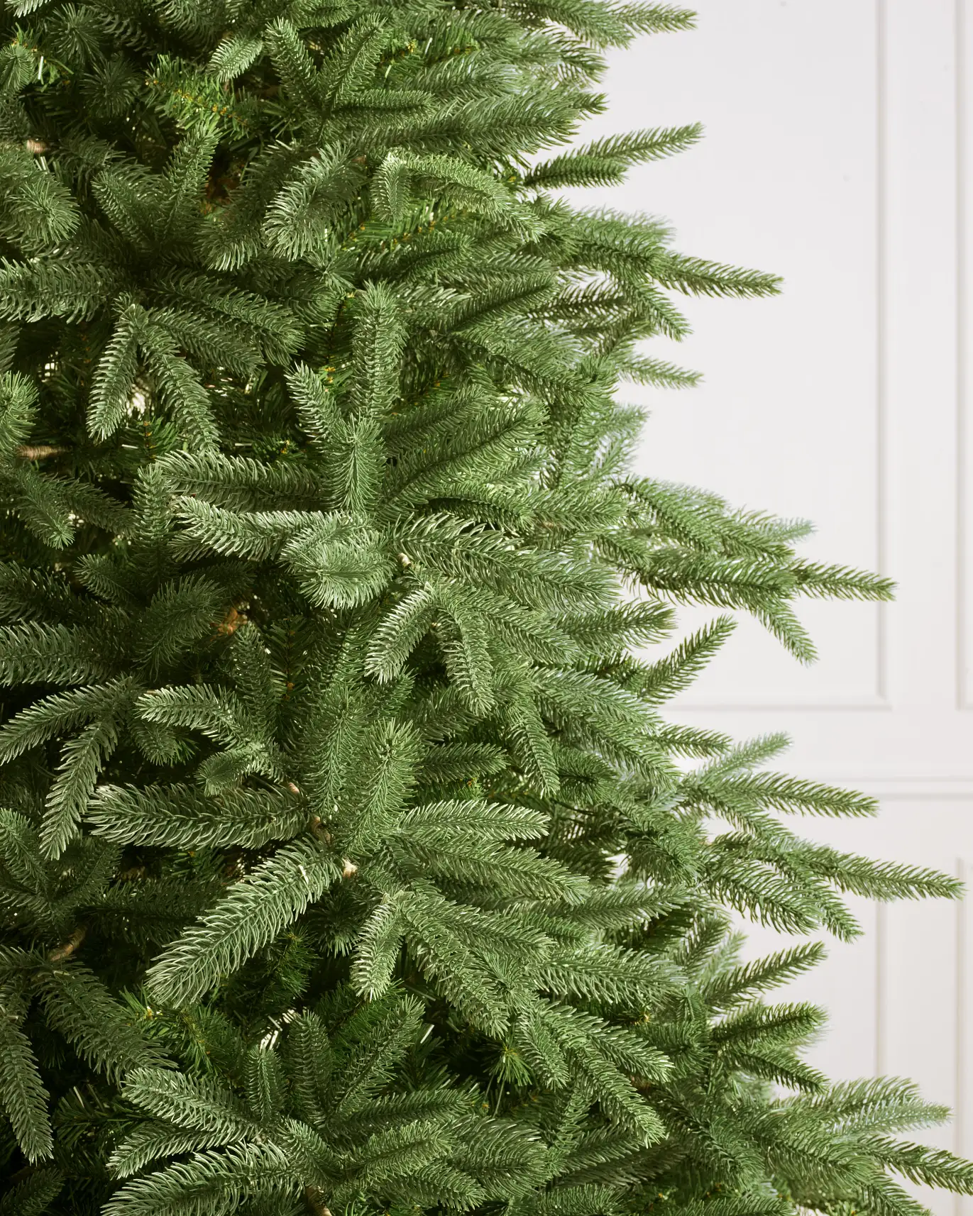 Saratoga Spruce® Tree